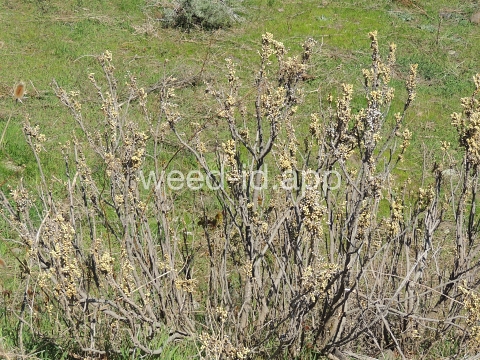 poison-ivy, Rydberg's